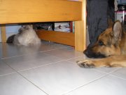 Doshy a Ichy